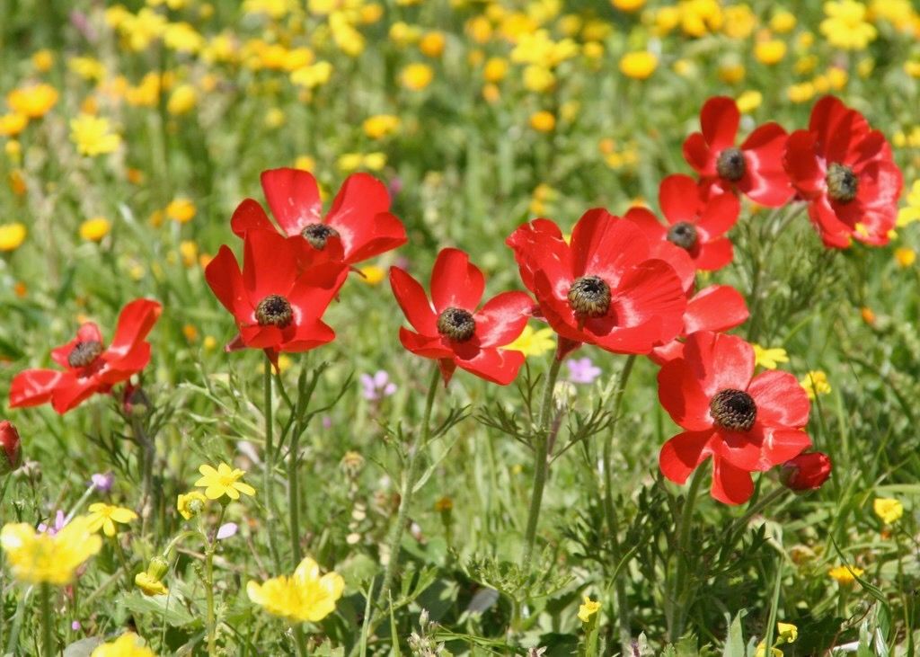 bright red and yellow flowers amongst grass in the sunlight 