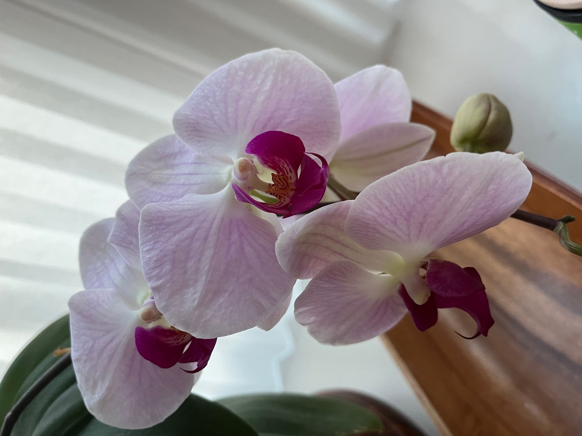 Four pink petalled orchid flowers with deeper pink petals at the centre