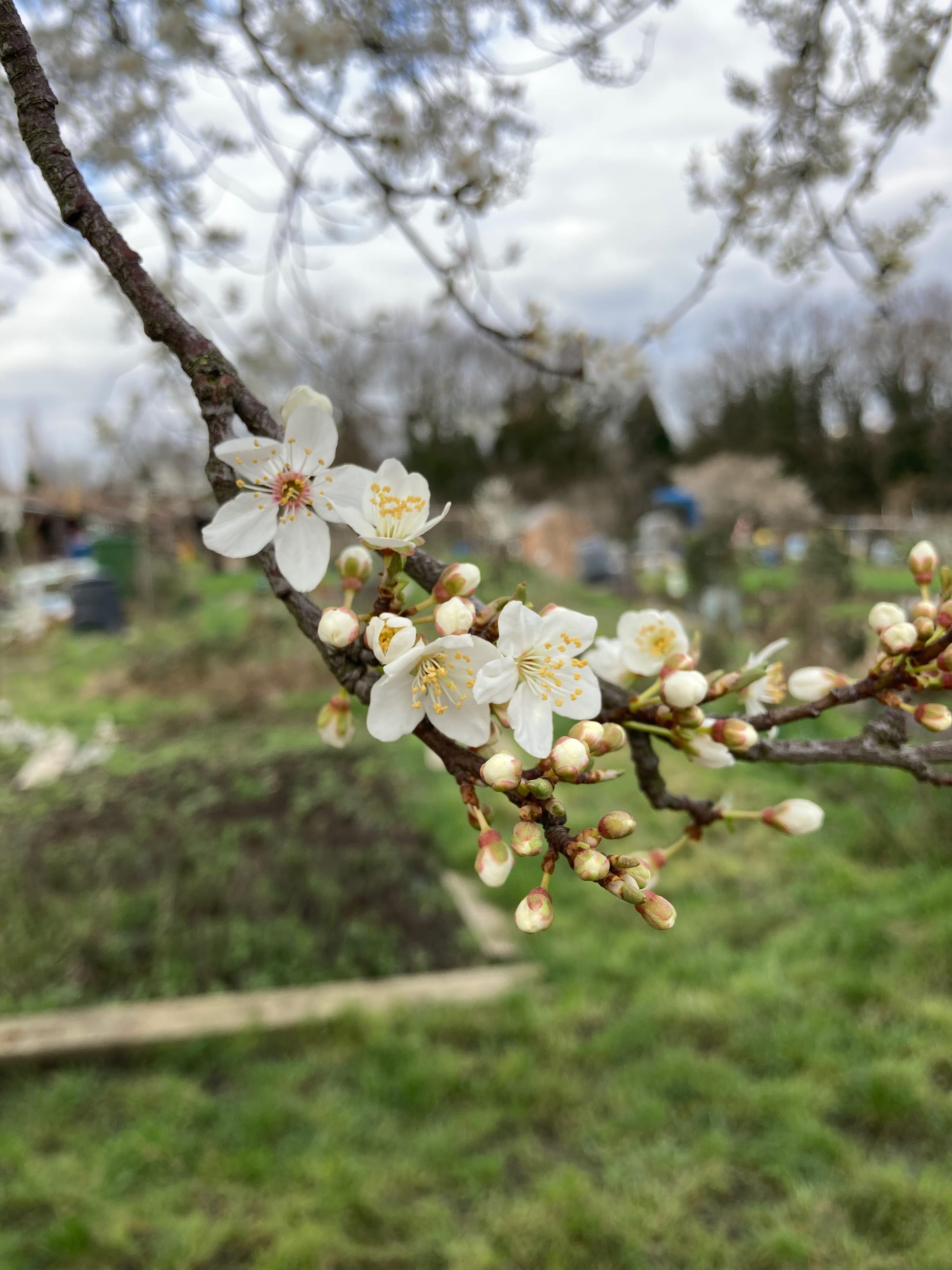 White blossom on a tree branch. Green grass and trees beyond. The sky is grey