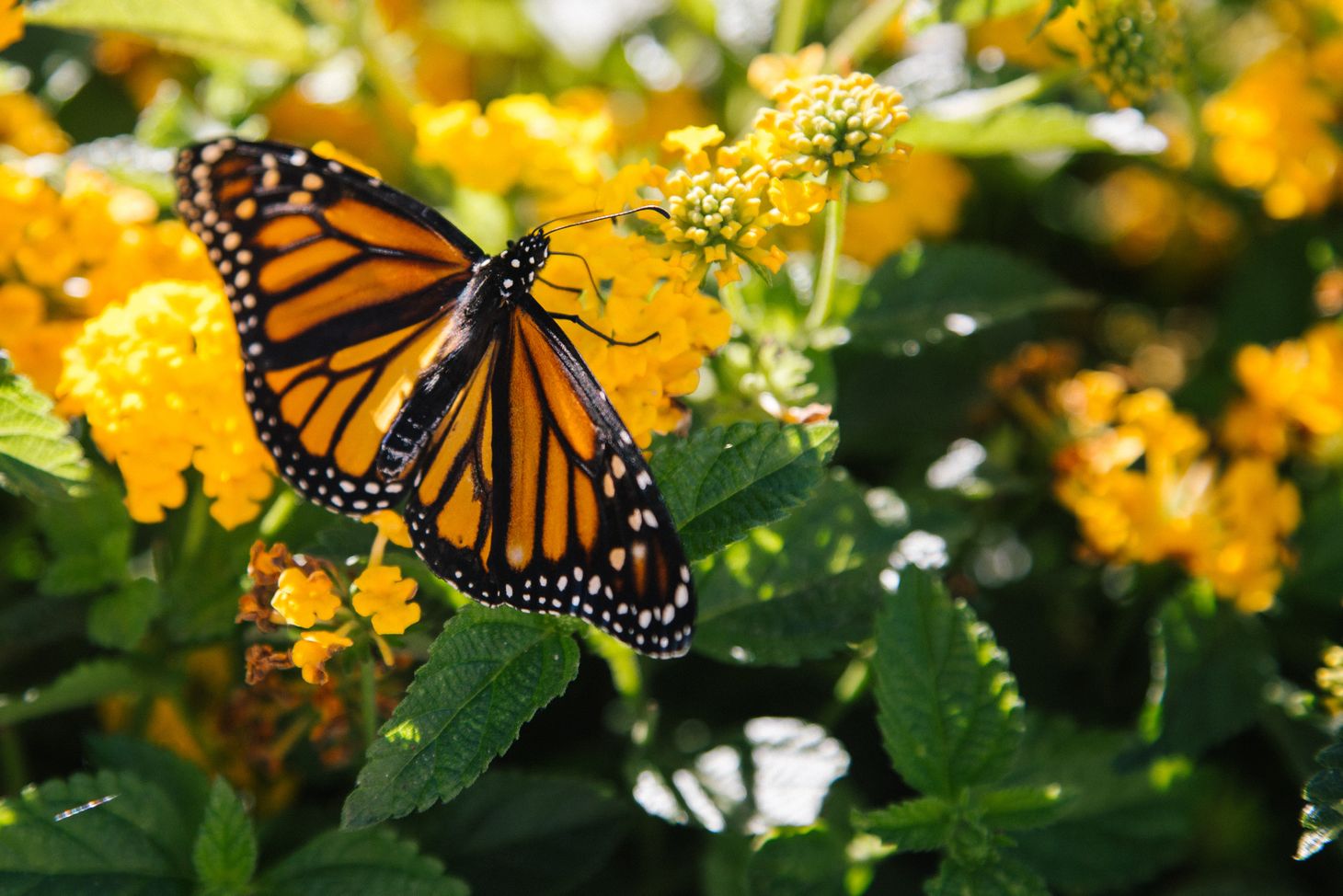 A black and orange butterfly soaks up the sunshine amongst orange flowers and green leaves