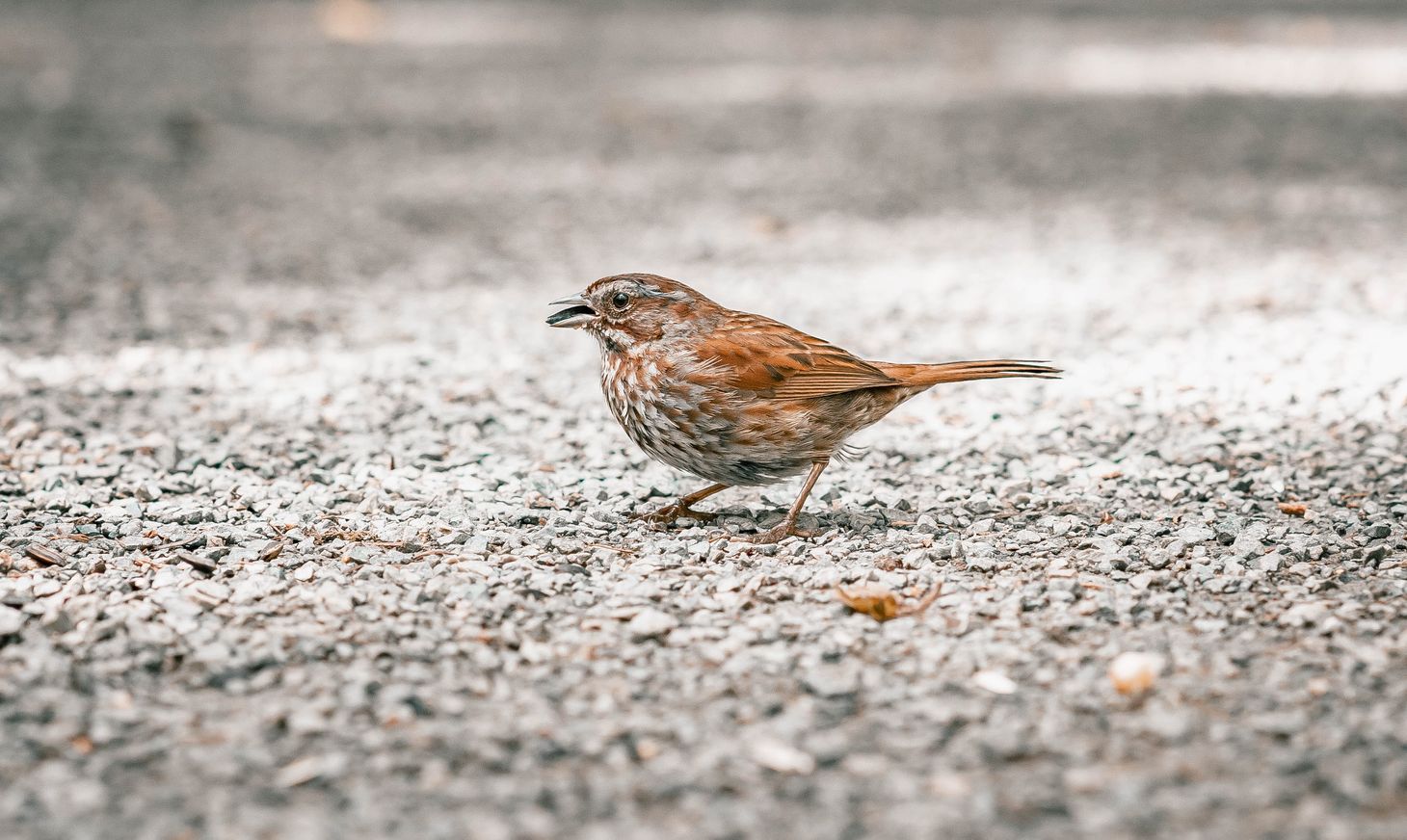 A small brown bird with a speckled chest on the ground